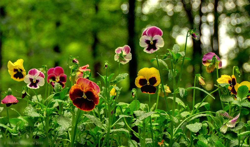 Pansies after the rain