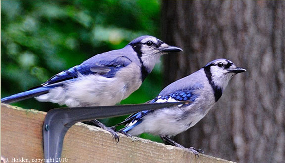 Blue Jays - before