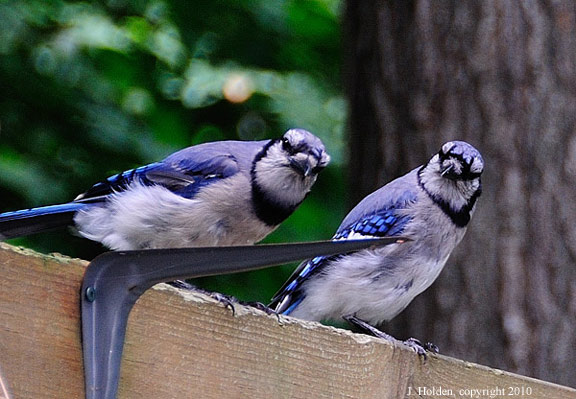 Blue Jays After