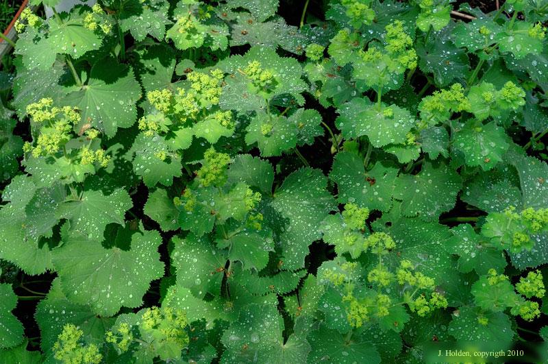 Ladies' Mantle