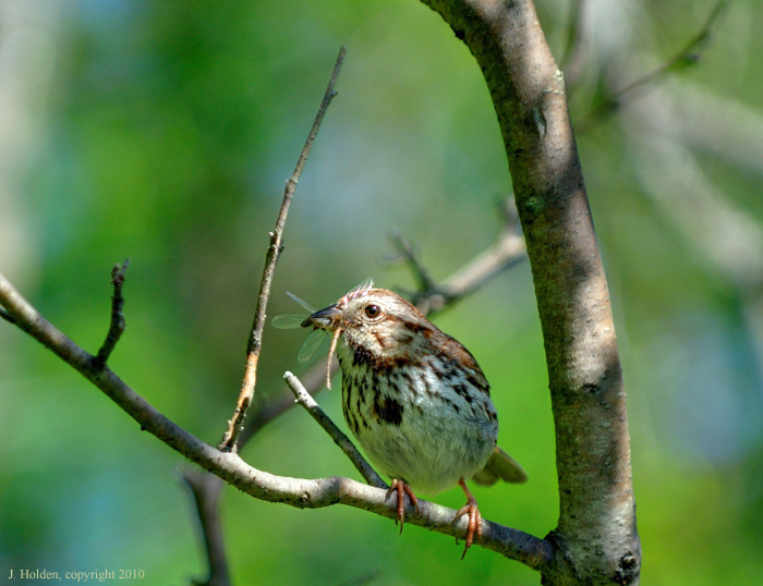 Lakeside Bird with Tasty Gnat