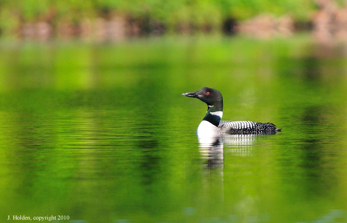 Common Loon, Lac Champagneur