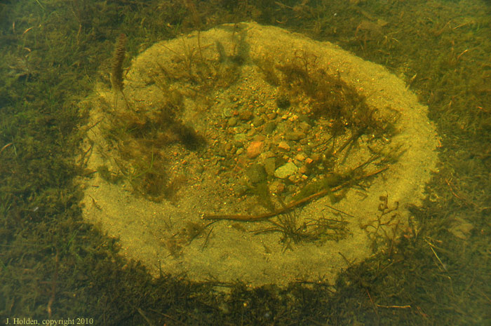Mystery Circle