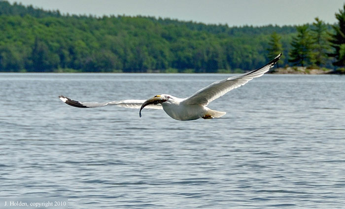 Seagull with fish