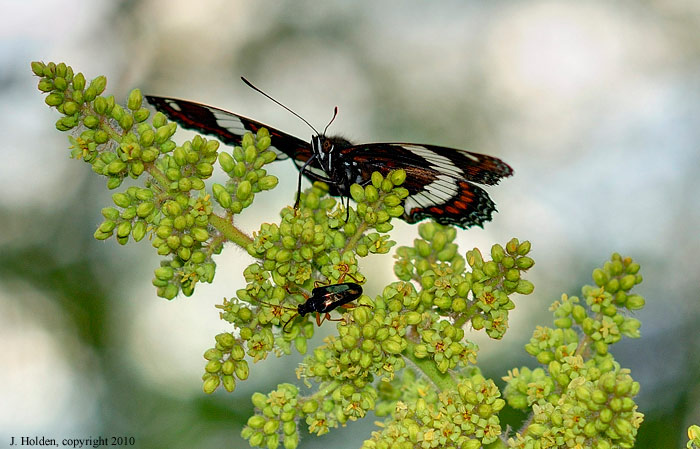 White Admiral, a beetle and a sumac