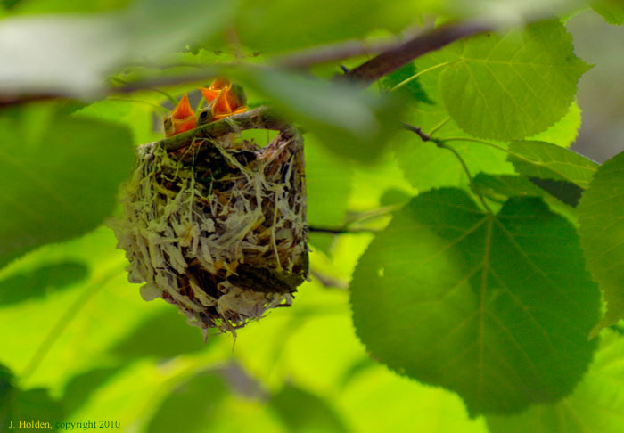 Three Hungry Mouths to Feed