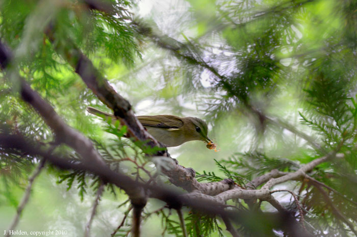 Bicknell's Thrush with Spider