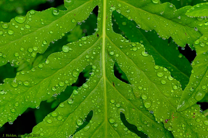 Fern and Raindrops