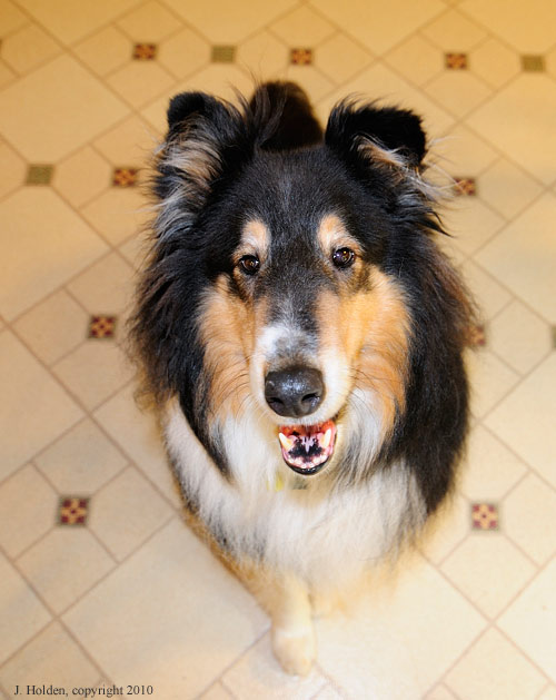 Devoted Dog