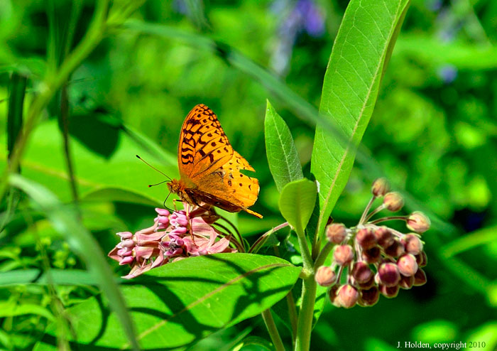 Butterfly on Ridge Road