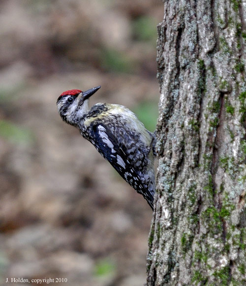 Young Backyard variety Hairy Woodpecker