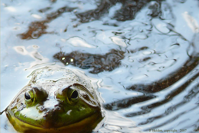 Cool Frogs
