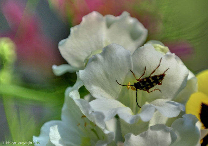 Bug and Snapdragon