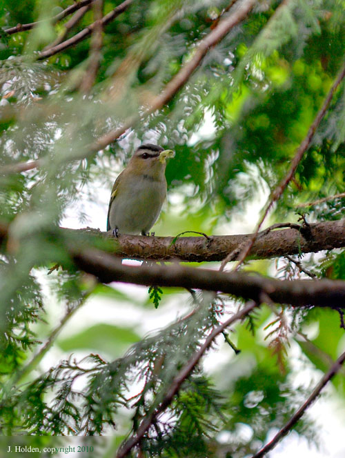Red-Eyed Vireo