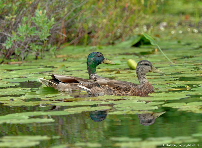 Meech Lake Mallards