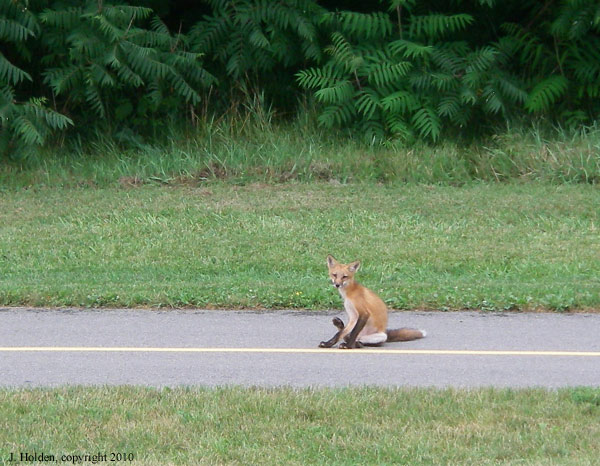 Young Fox2