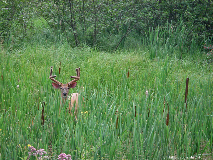 Young Buck, Meech Lake Road
