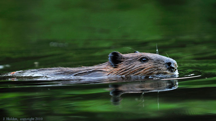Beaver, Lac Champagneur