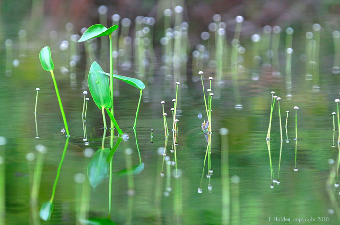 Meech Lake blooms