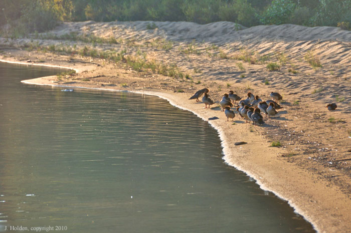 Mergansers bedding down on the beach