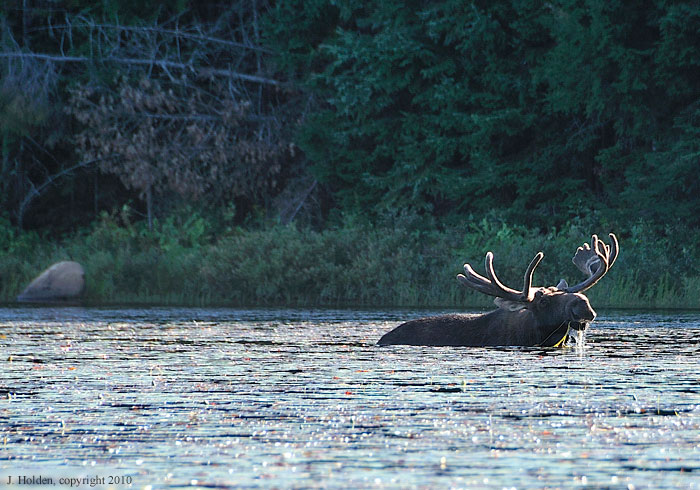 Bull moose dining at dusk, Clydegale Lake