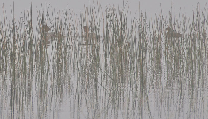 Mergansers in the morning mist, Welcome Lake