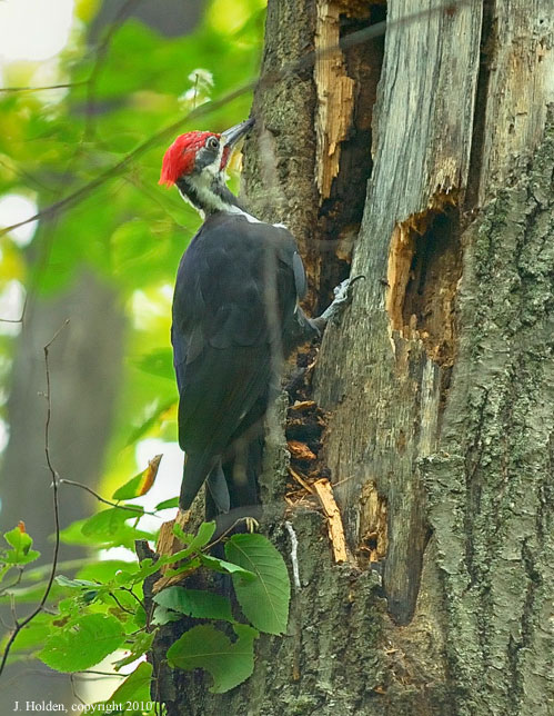 Pileated Woodpecker