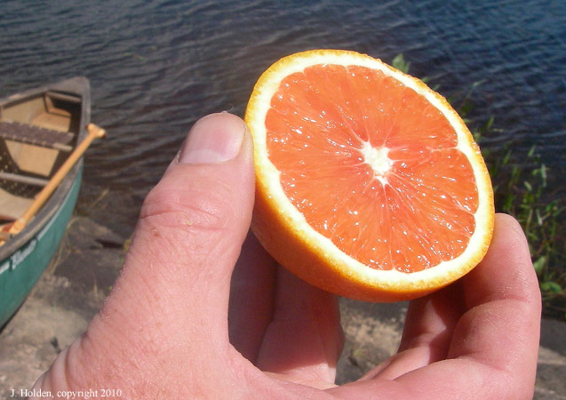 An unexpected orange