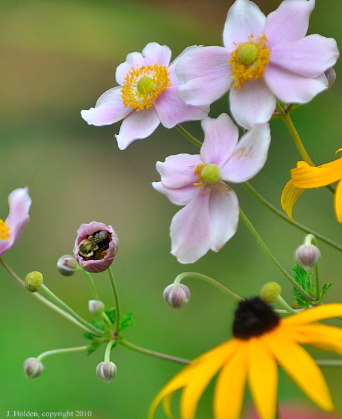 Bee in a Blosson