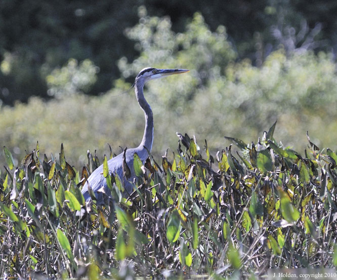 Blue Heron fishing in Meech Lake, Gatineau Park