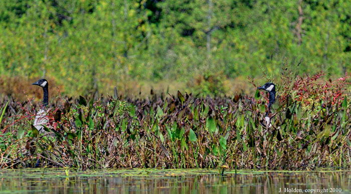 Canada Geese play hide and seek, Meech Lake, Gatineau Park