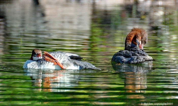 Preening Mergansers, Meech Lake, Gatineau Park