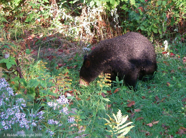 Hungry male bear, Gatineau Park
