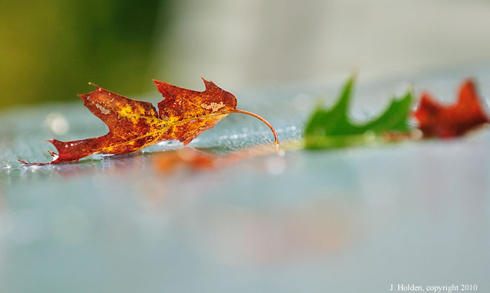 Coloured fall leaf, Chelsea, Quebec