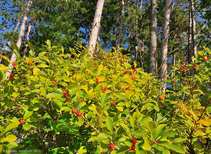 Blue sky, red berries and pine trees, Algonquin Park