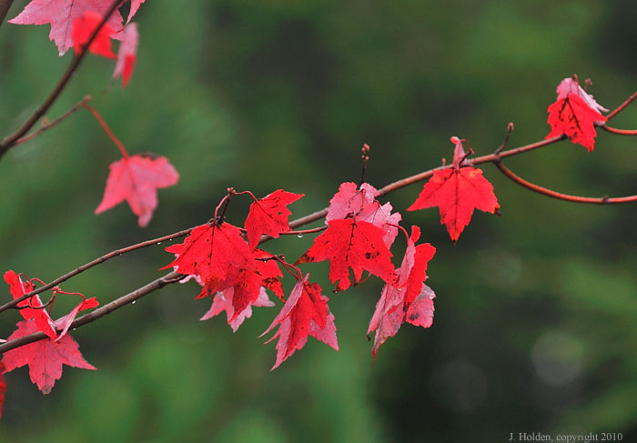 Red Maple amongst the Pines, Rock Lake