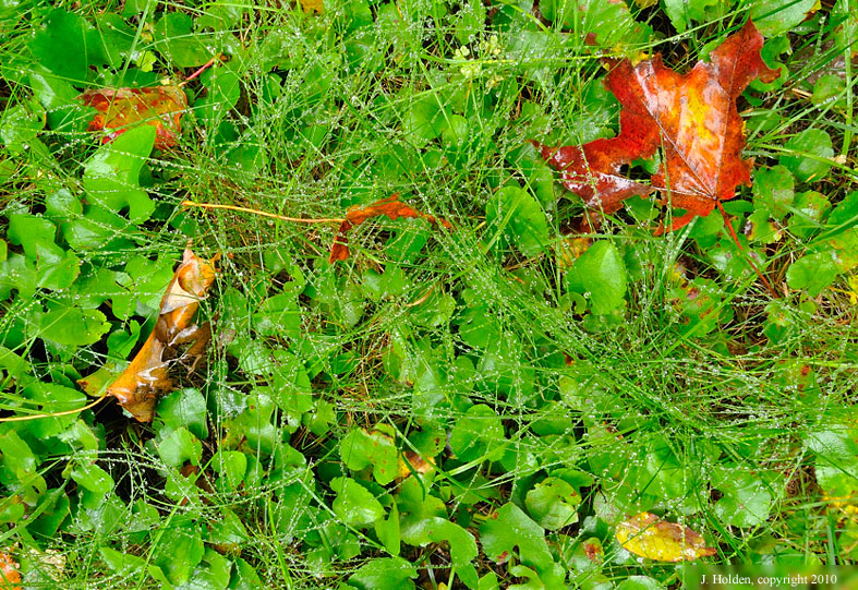 Wet Leaves and Grass