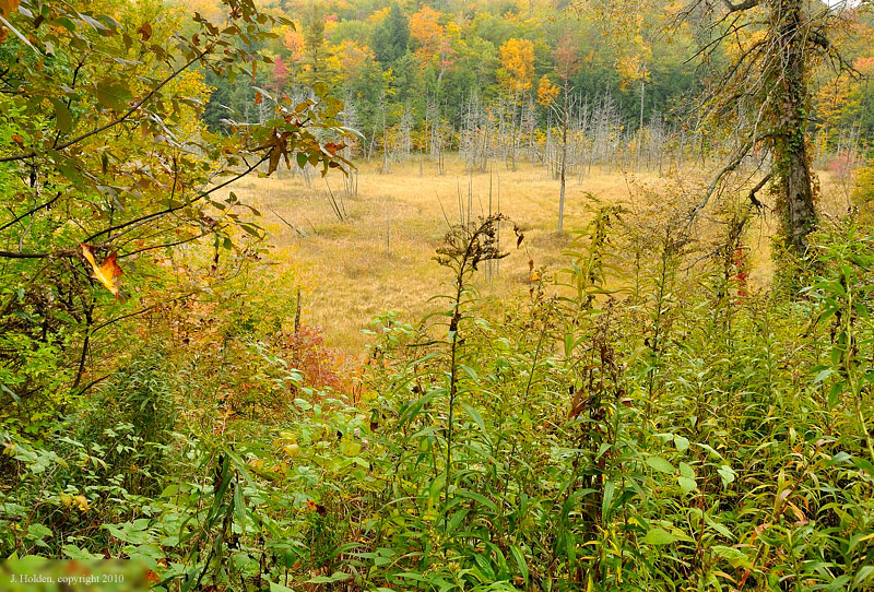 swamp at the forest edge