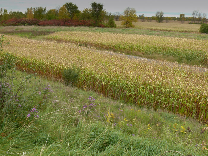 Corn fields, Sumacs, Rockcliffe Parkway