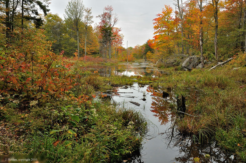A swamp on Burma, Gatineau Park, Quebec