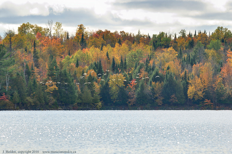 Canada Geese with autumn backdrop, Lac Champagneur
