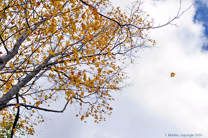 Into the wild blue - wind and leaves></I>