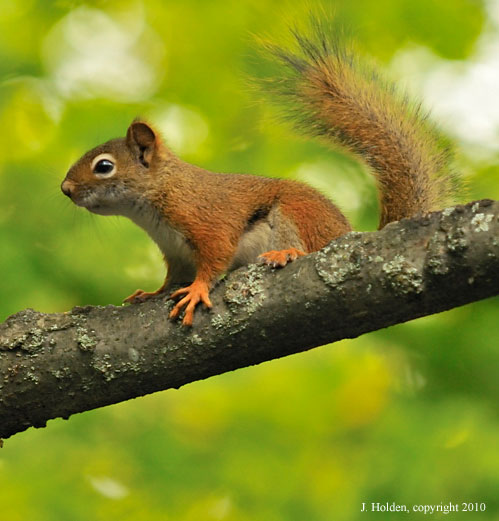 New red squirel in the neighbourhood></I>