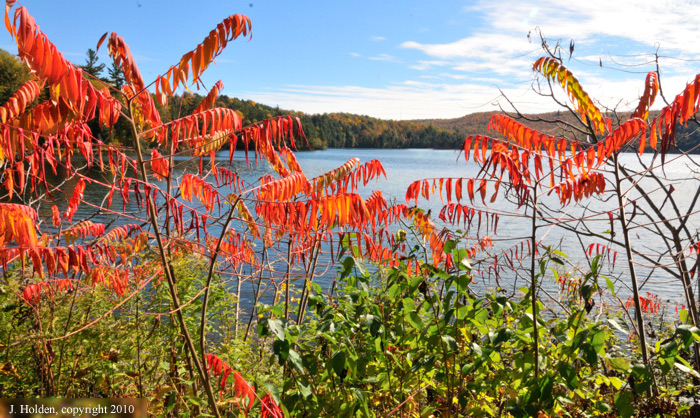 Meech Lake and sumacs, from trail 36></I>