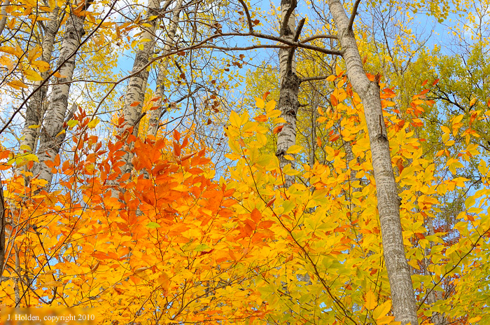 Dazzling fall leaves, Lac Champagneur