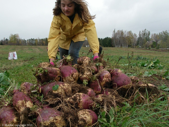Emily adding to the pile of turnips, St. Isidore, Quebec
