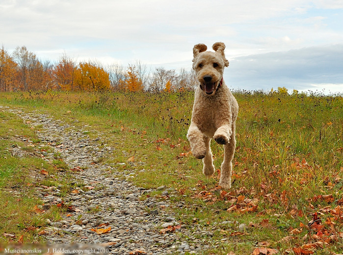 Bear the Labradoodle, St. Isidore, Quebec