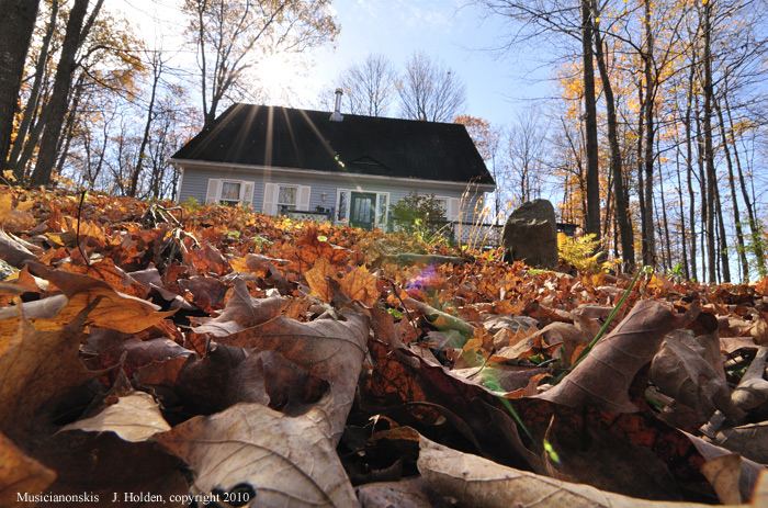 Fallen leaves