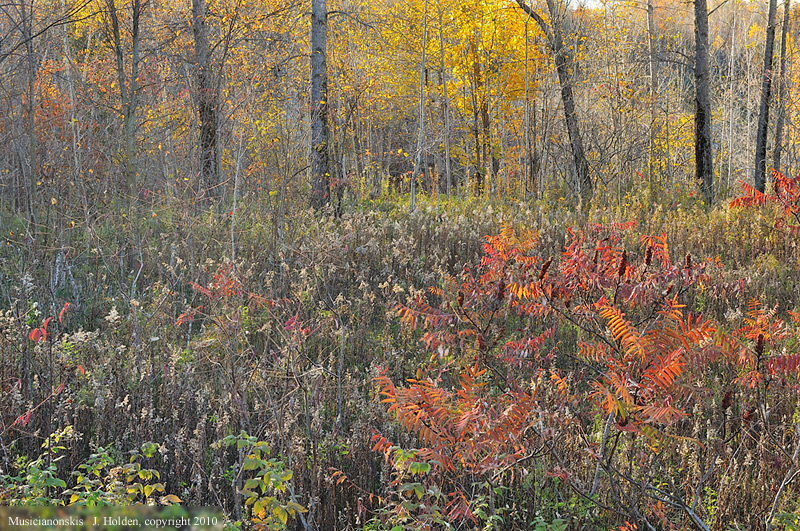 Autumn Colours