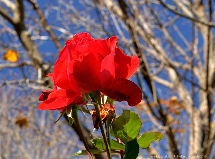 Still not the last rose of Summer